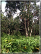 foto Parco botanico Terra Nostra